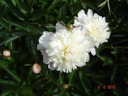 pivoine_20211127_1580123599
